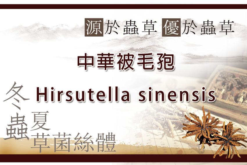 冬蟲夏草菌絲體 中華被毛孢 外銷/醫療院所OEM/ODM